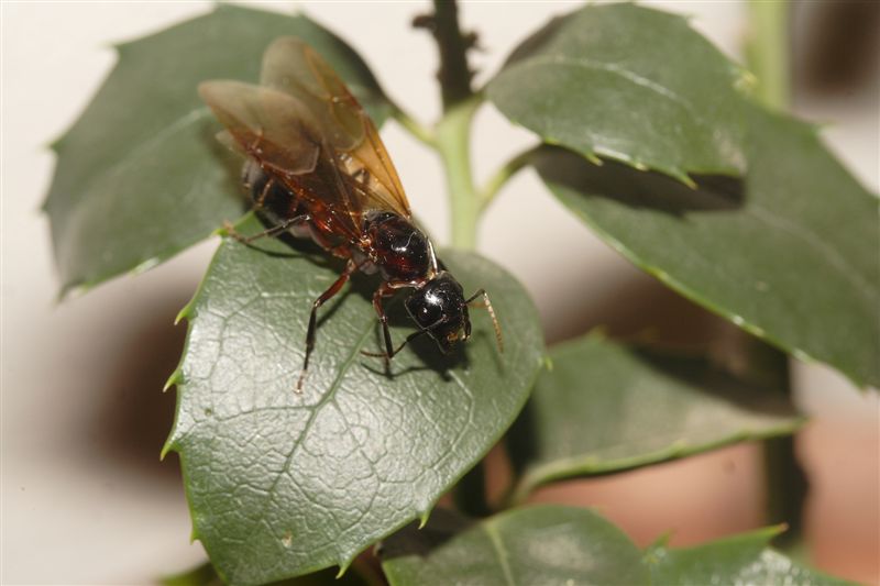 Formica regina alata ( Camponotus sp.)